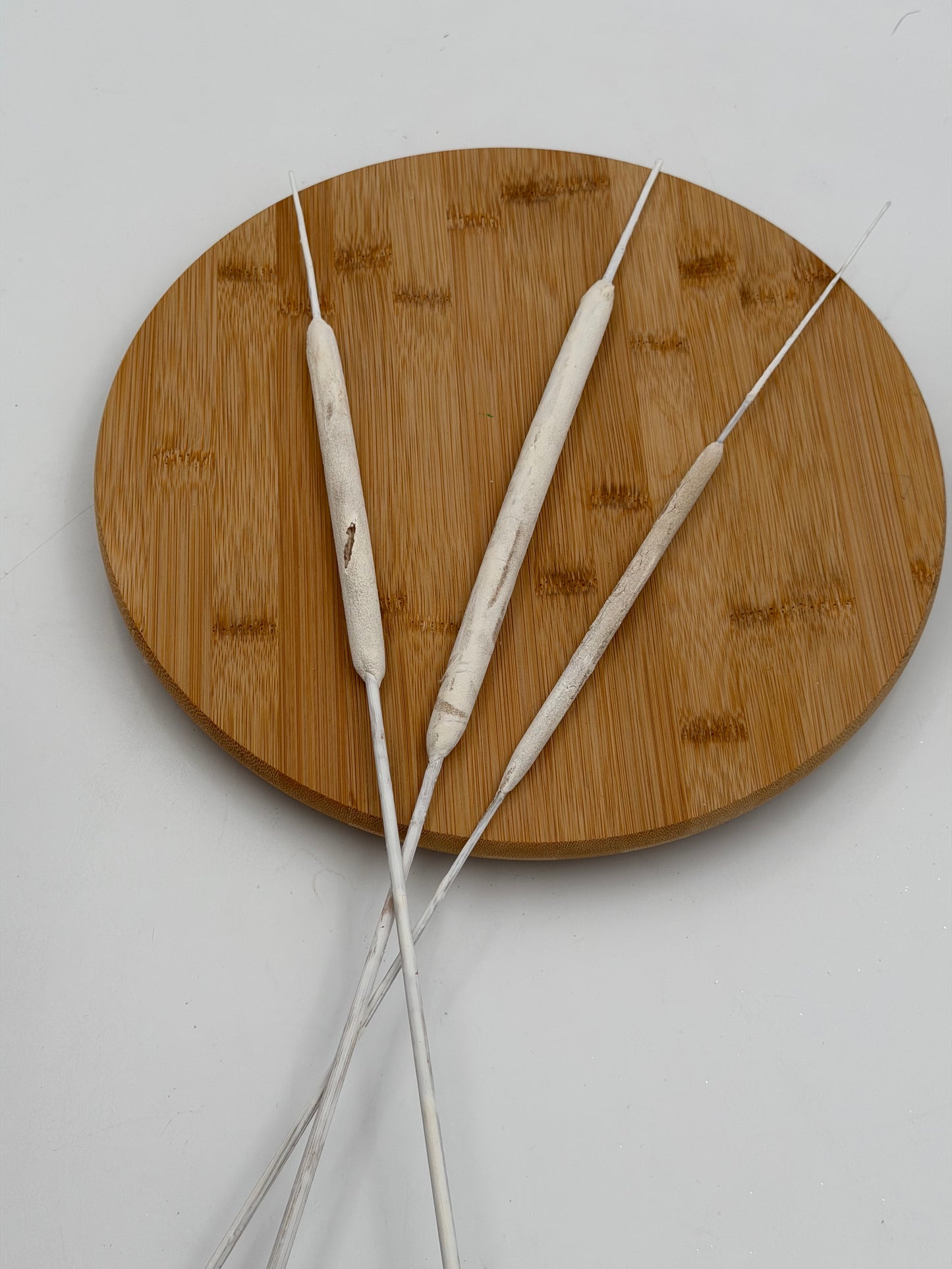 Typha Rohrkolben weiß 3er