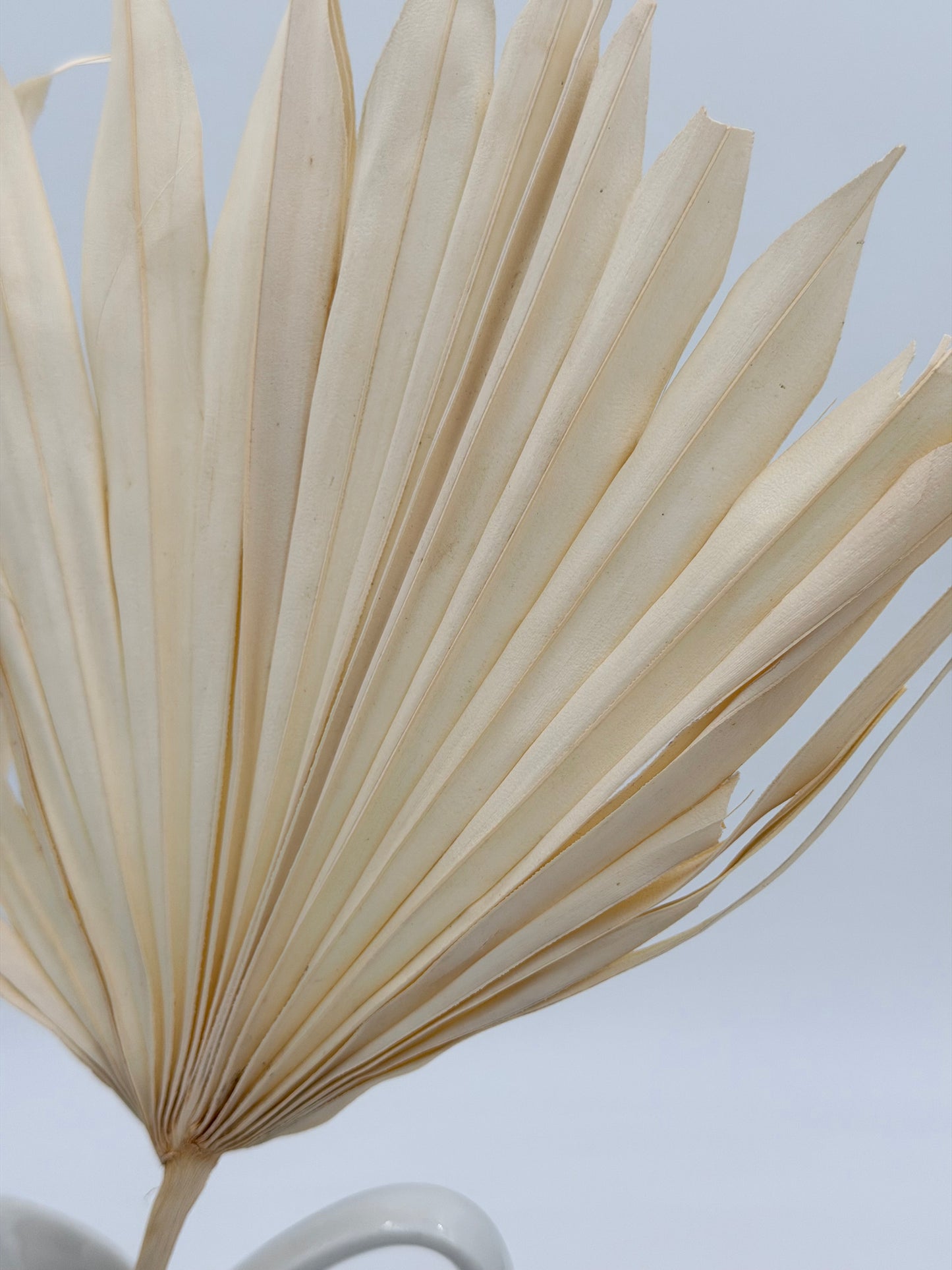 Palmblatt breit creme 1 Stück