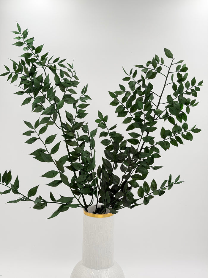 Ruscus dunkelgrün