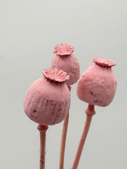 Mohnkapsel rosa 3 Stück