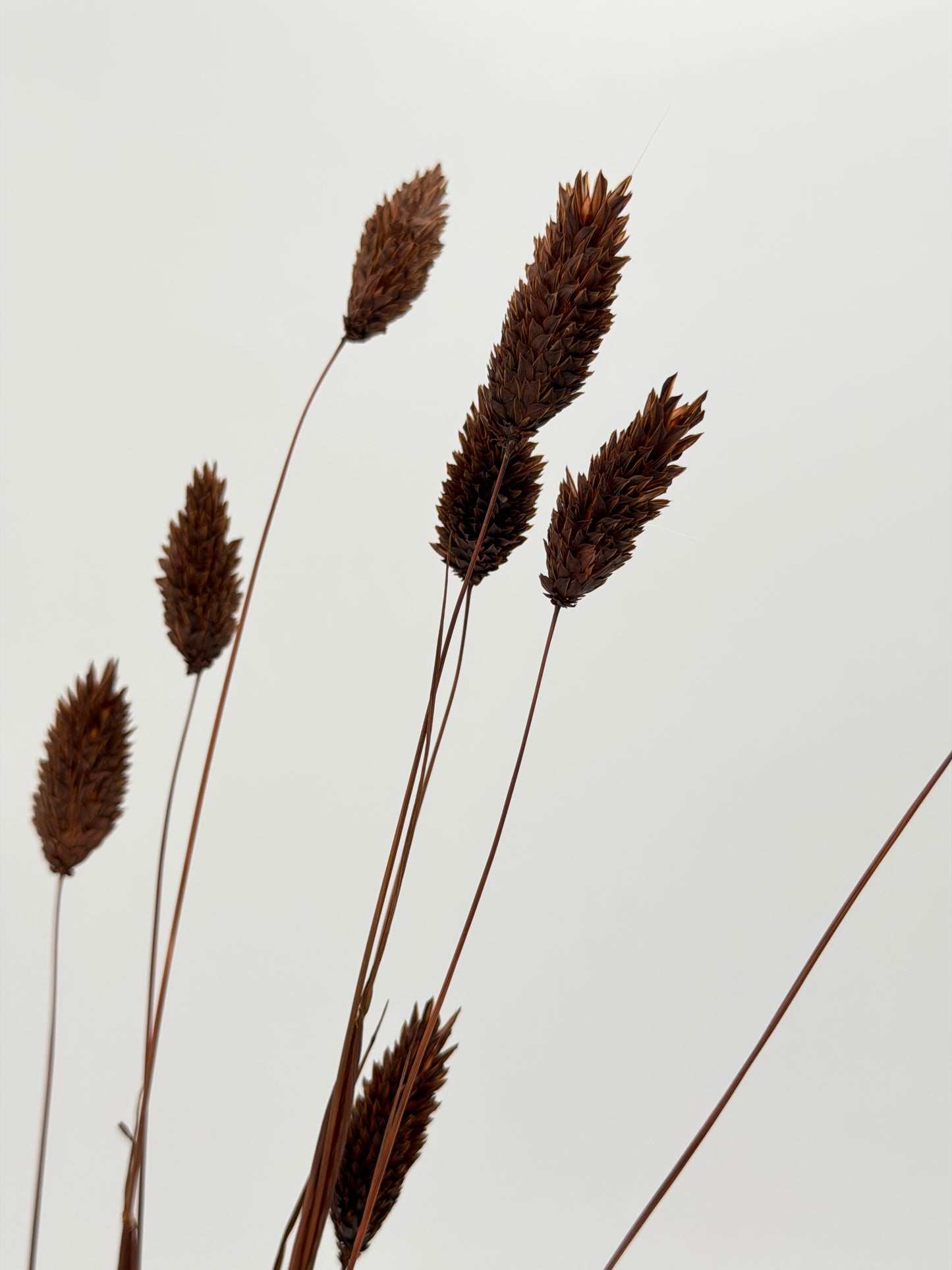 Phalaris dunkelbraun