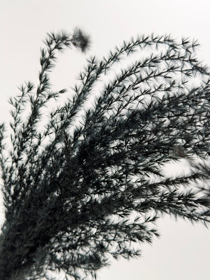 Pampas Stipha Federgras Stiel schwarz 3 Stück