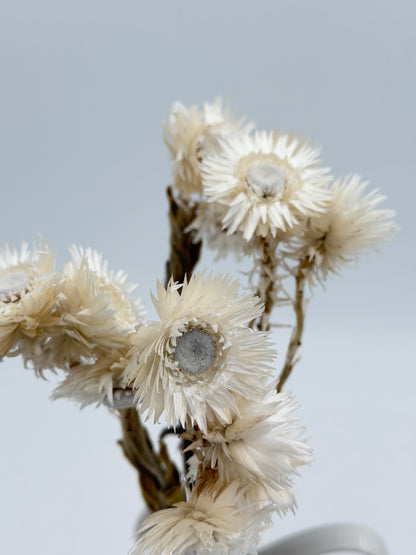 Capblume Strohblume weiß