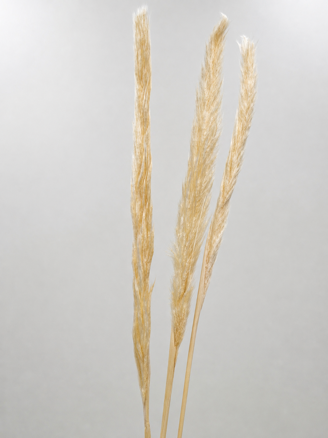 Pampas Stiel dünn creme weiß Natur 3 Stück