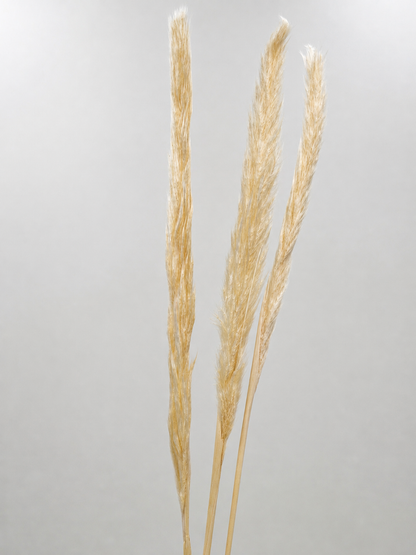 Pampas Stiel dünn creme weiß Natur 3 Stück