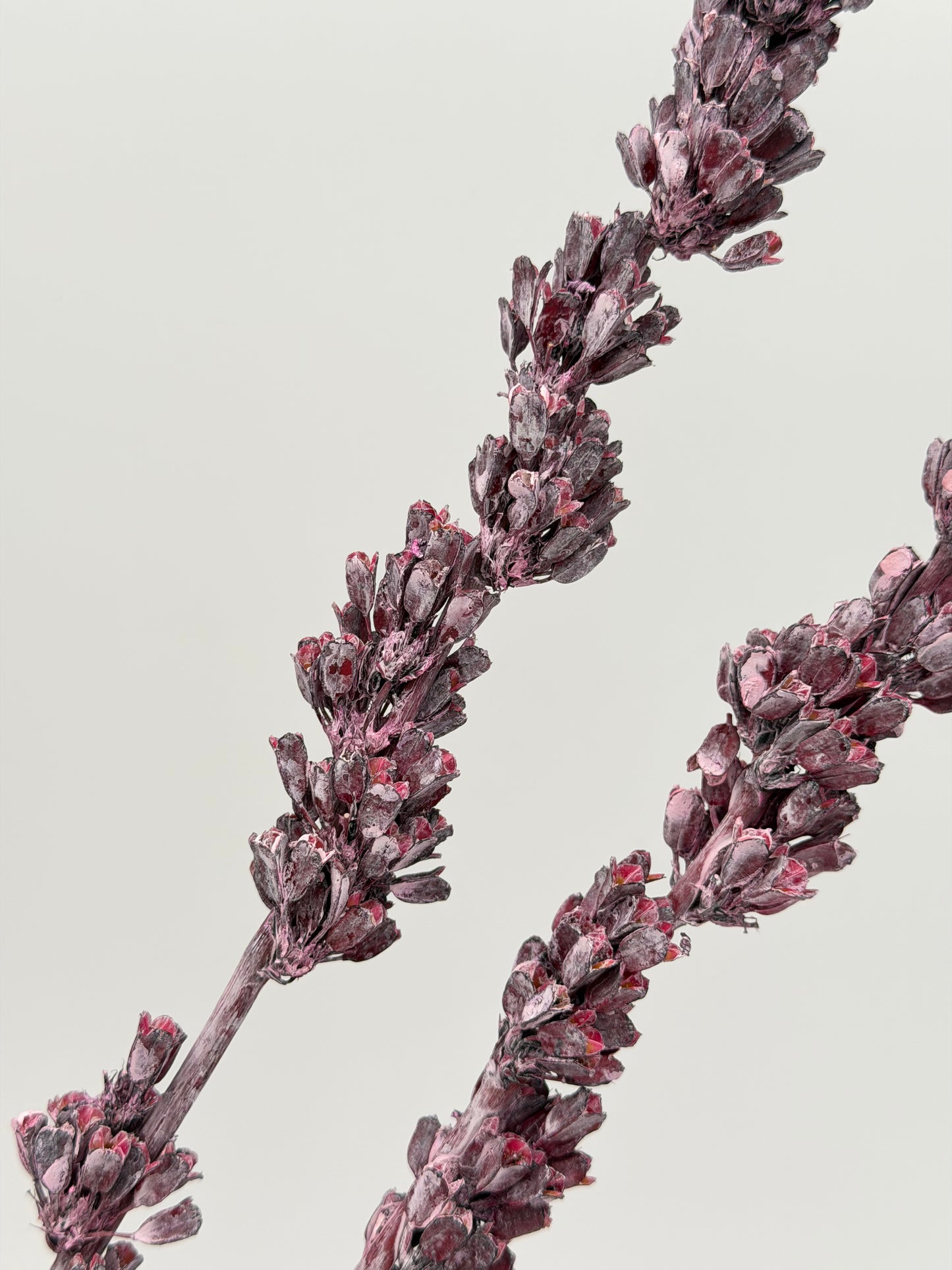 Aristea lila flieder frosted