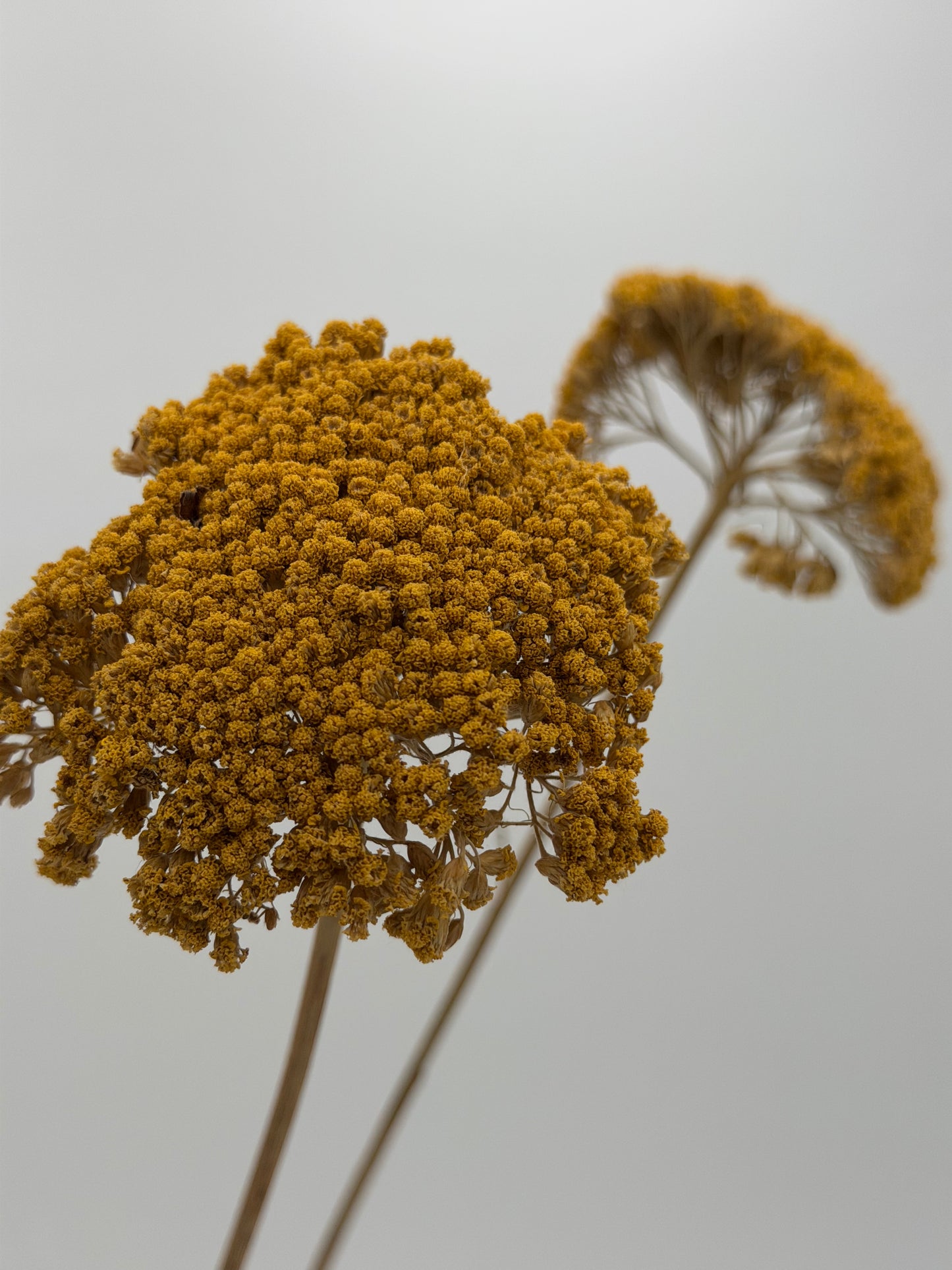 Achillea gelb 3 Stück