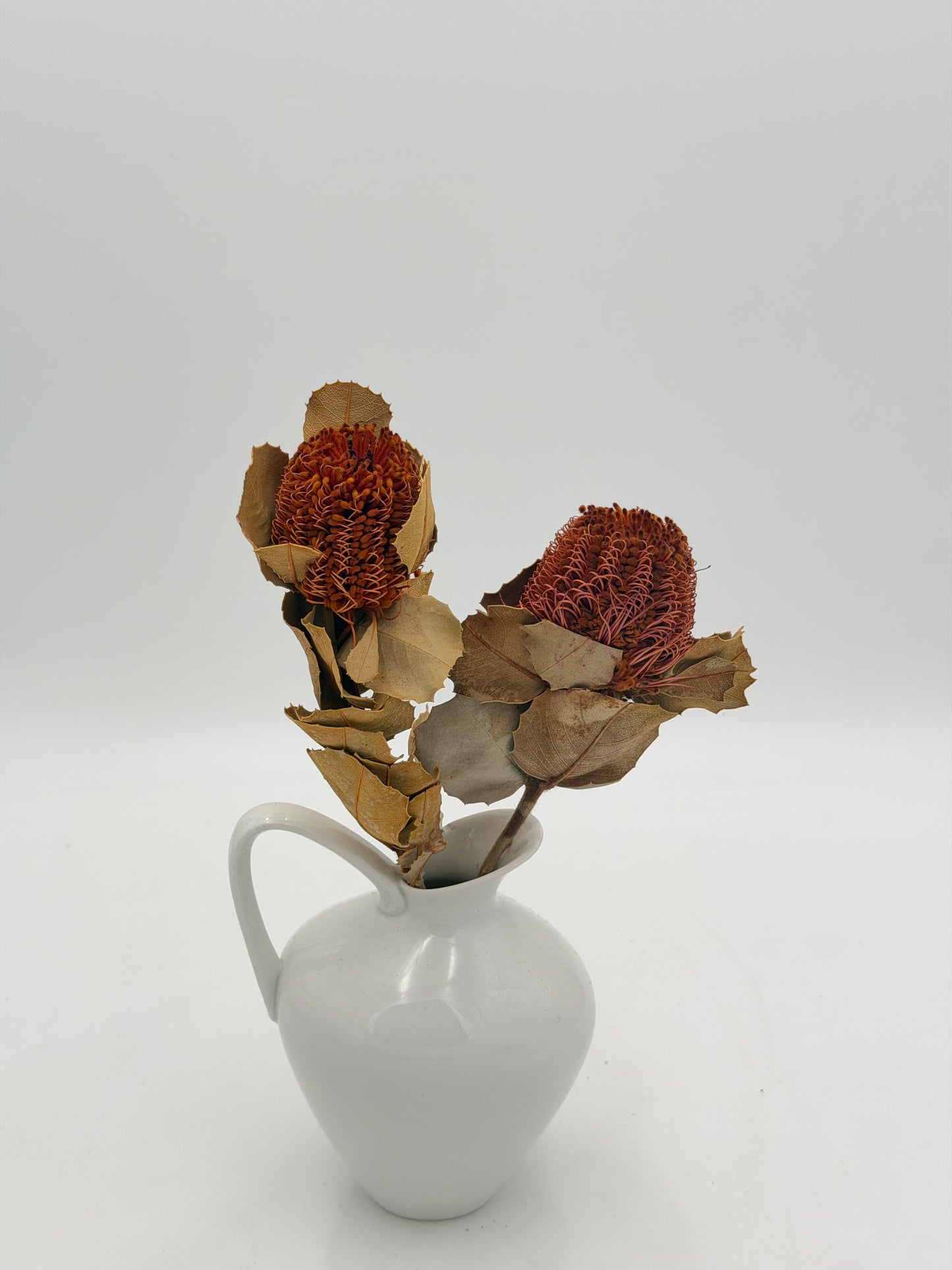 Banksia 2 Stück