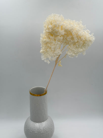 Hortensie weiß 1 Stück