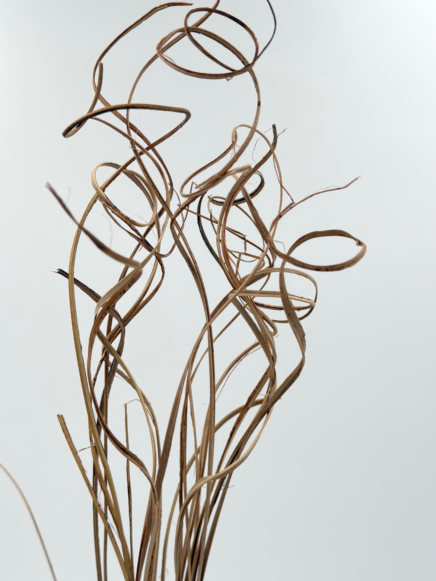 Curly Ting Ting getrocknet Natur