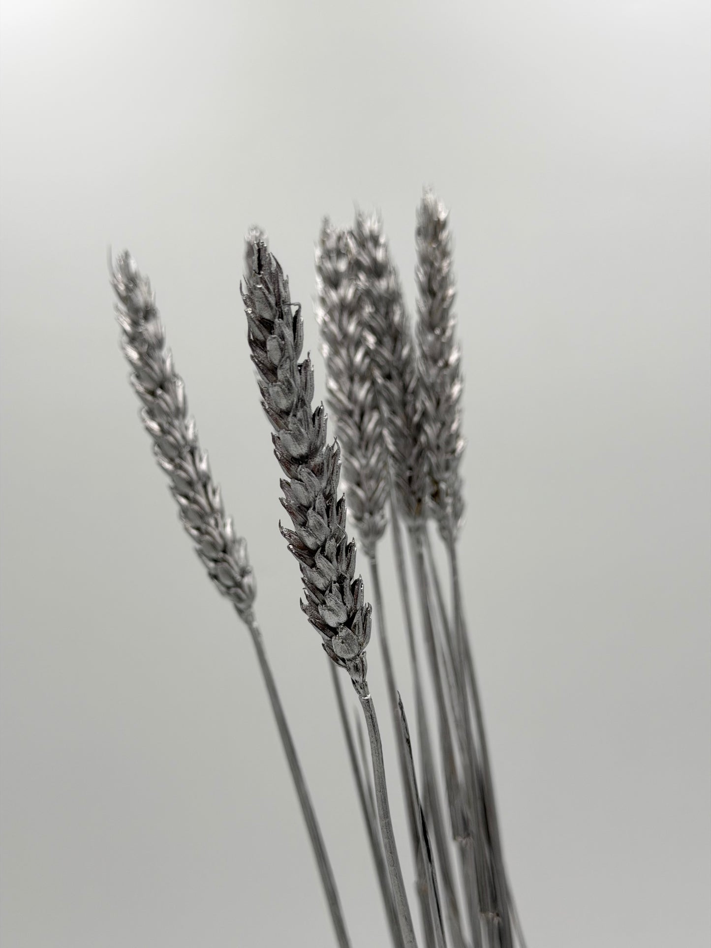 Weizen silber 10er