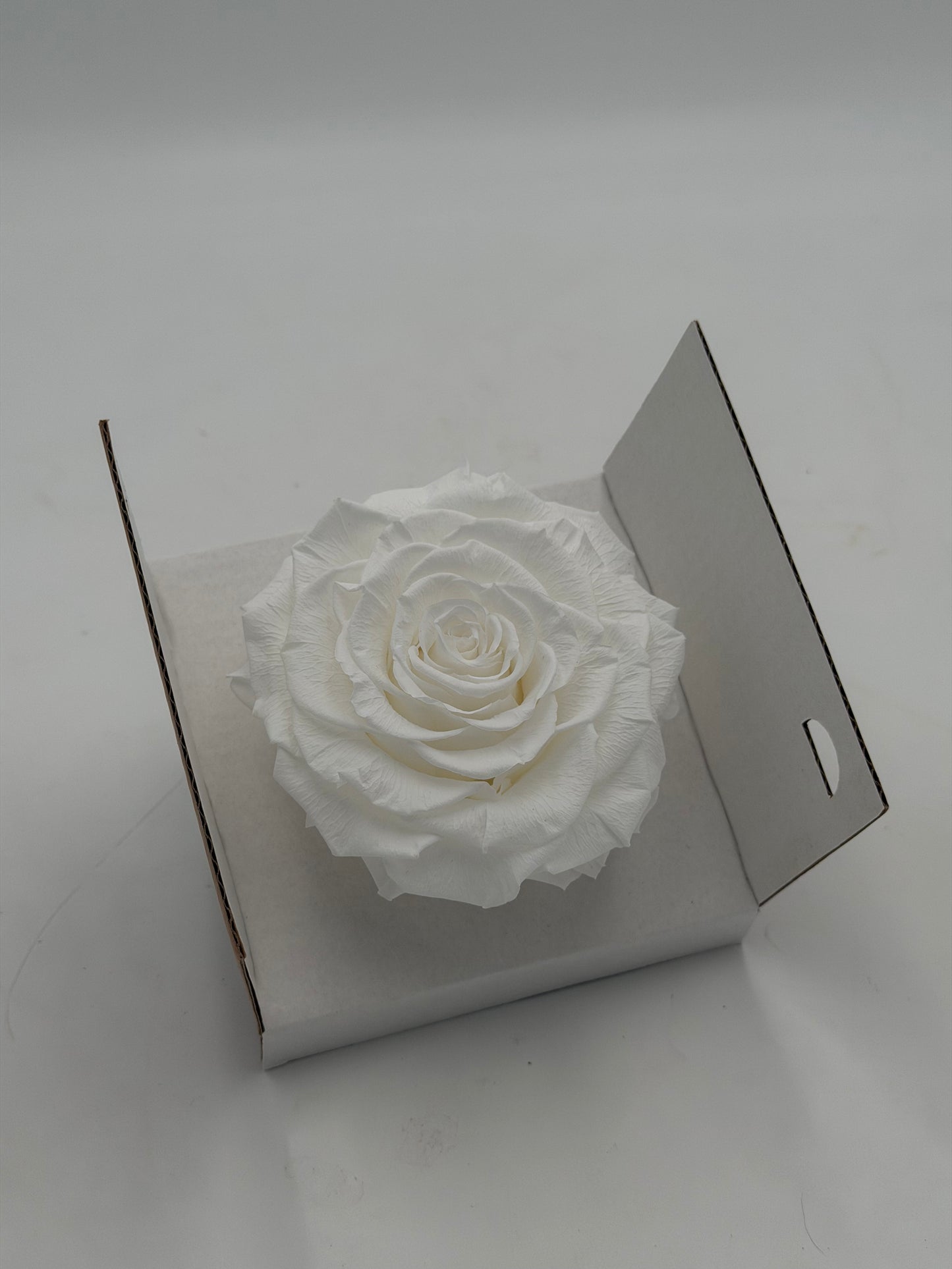 Blüte Infinity Rose dijou 10 cm classic white 1 Stück