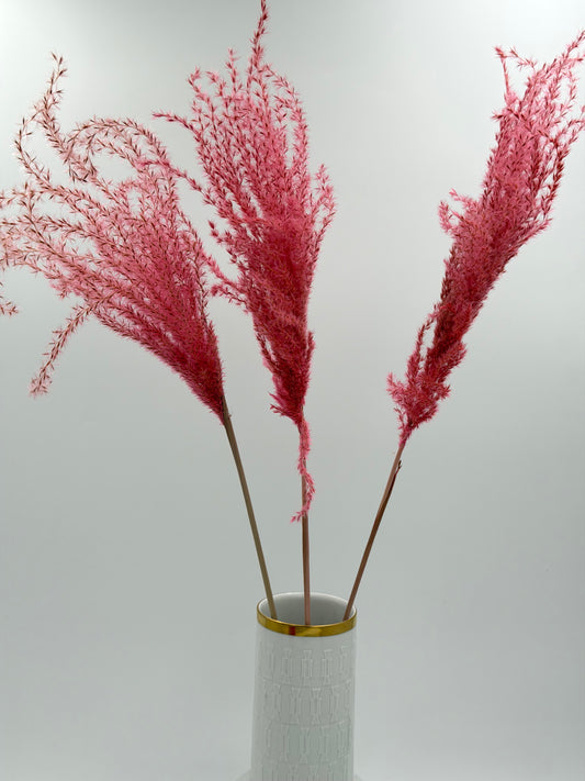Pampas Stipha Federgras Stiel rosa pink 3 Stück