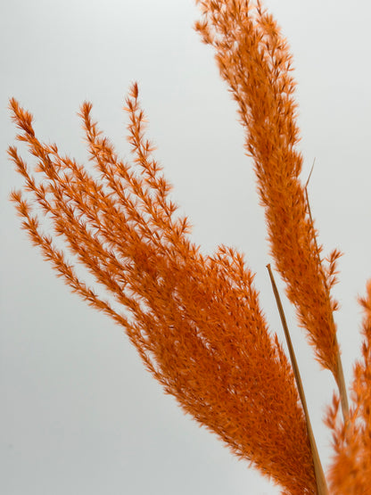 Pampas Stipha Federgras Stiel kurz orange 5 Stück