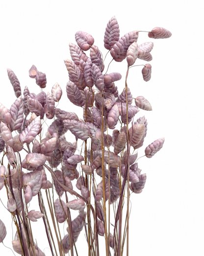 Briza flieder
