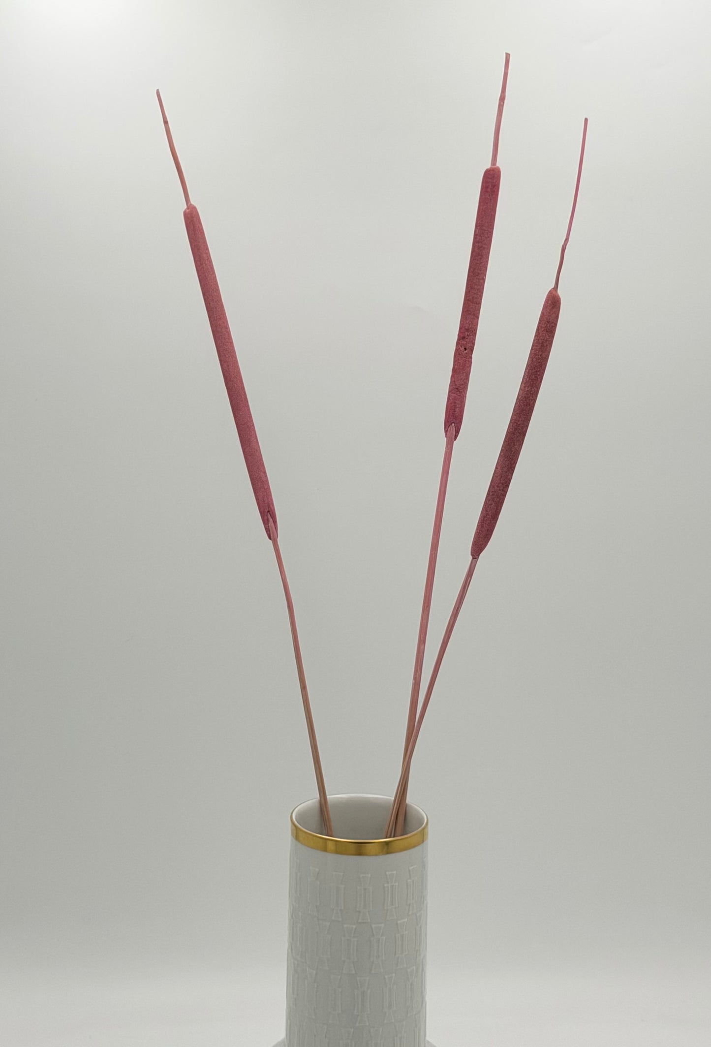 Typha Rohrkolben rosa 3er