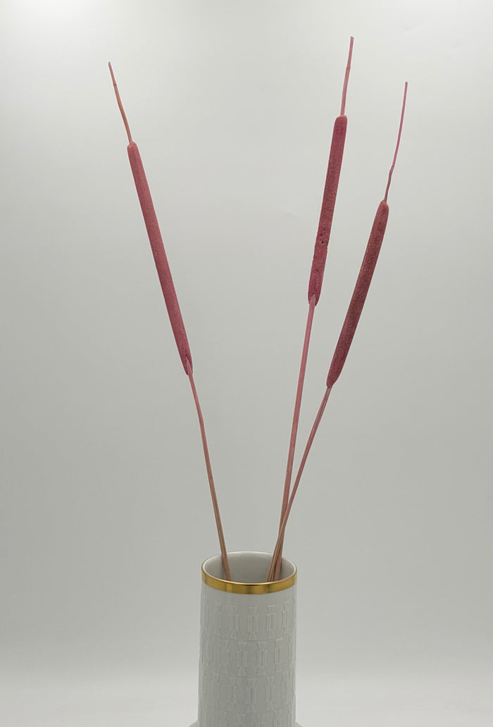 Typha Rohrkolben rosa 3er