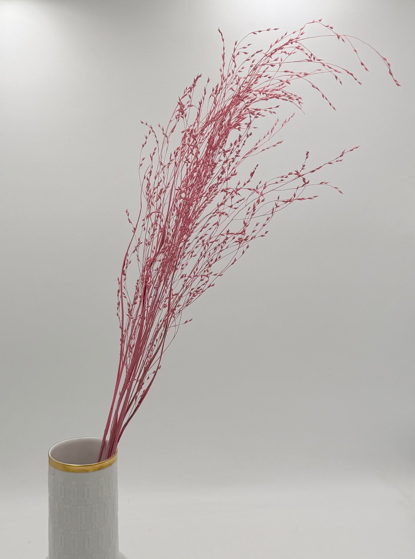 Panicum Ziergras rosa 5er