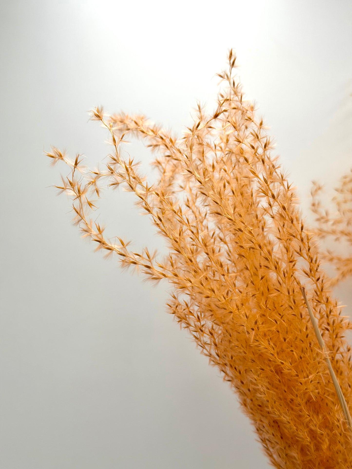 Pampas Stipha Federgras Stiel apricot 3 Stück