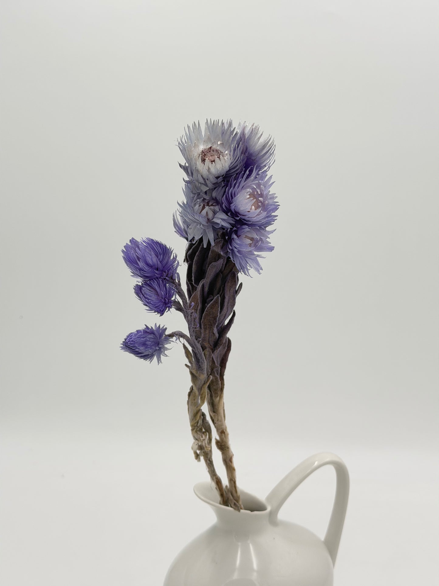 Capblume Strohblume flieder blau