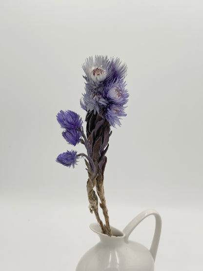 Capblume Strohblume flieder blau