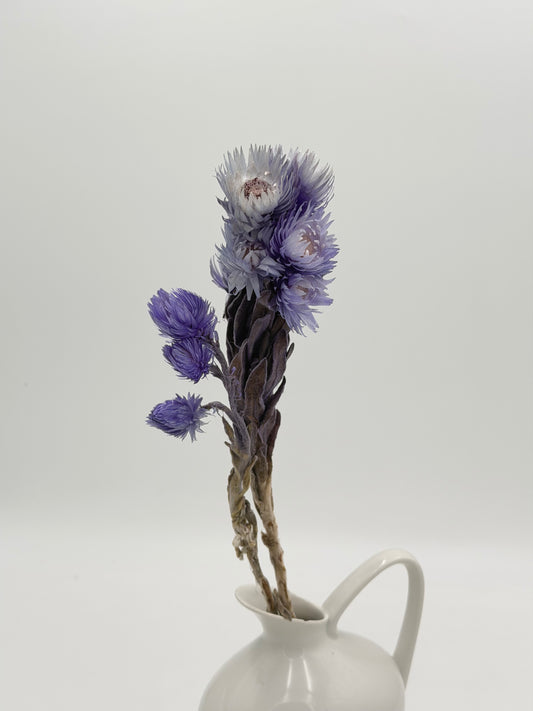Capblume Strohblume flieder blau