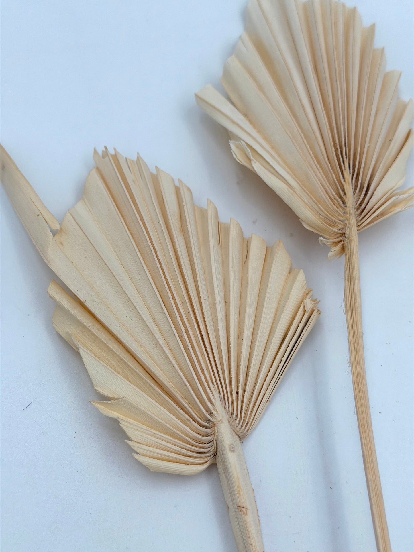 Palmblatt klein creme 3er