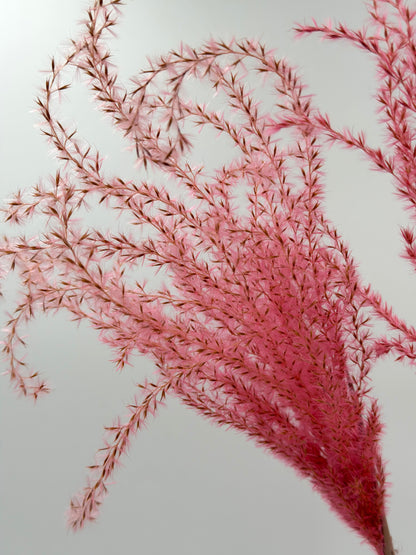 Pampas Stipha Federgras Stiel rosa pink 3 Stück