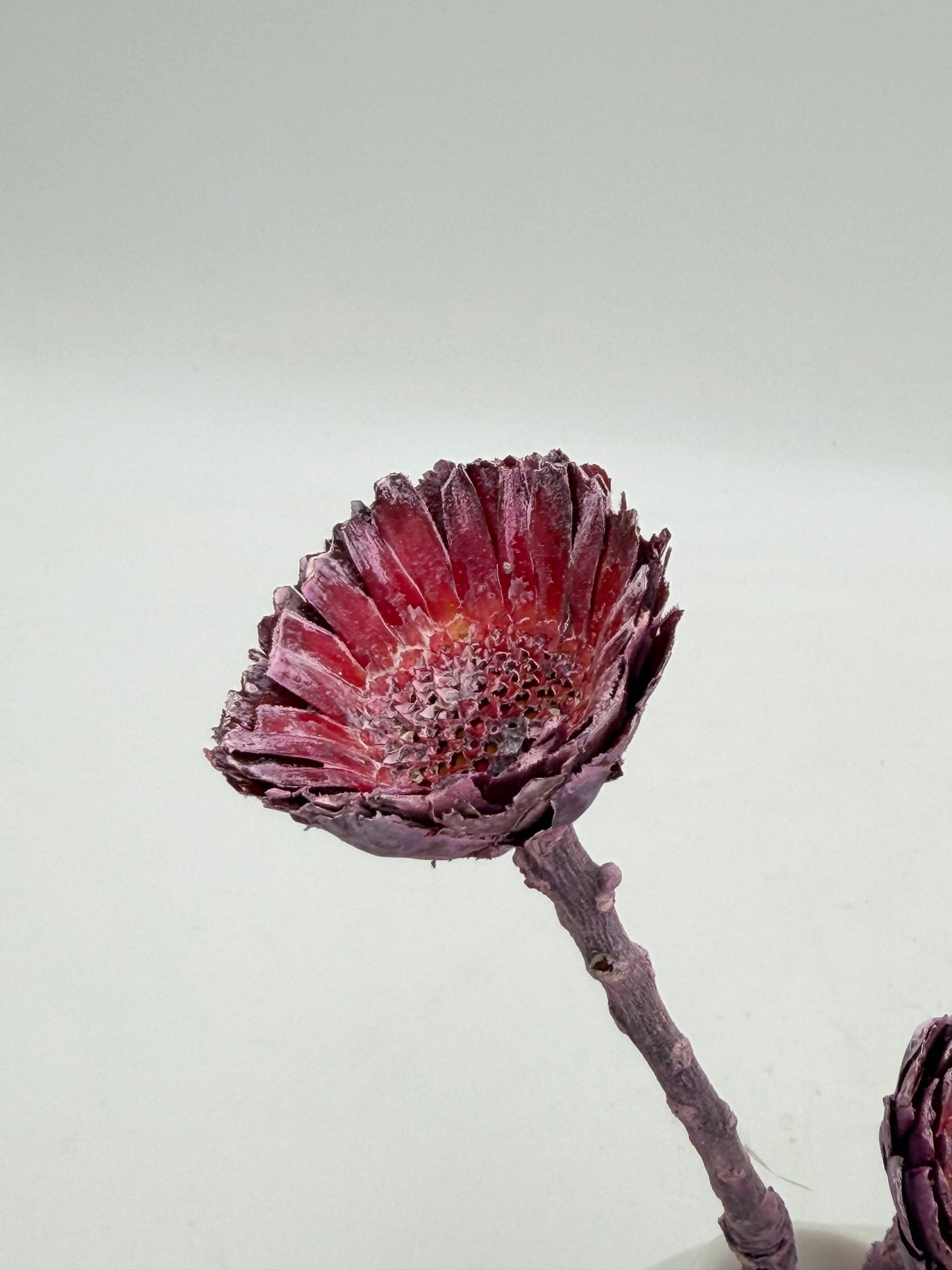 Protea geschnitten klein lila rosa frosted