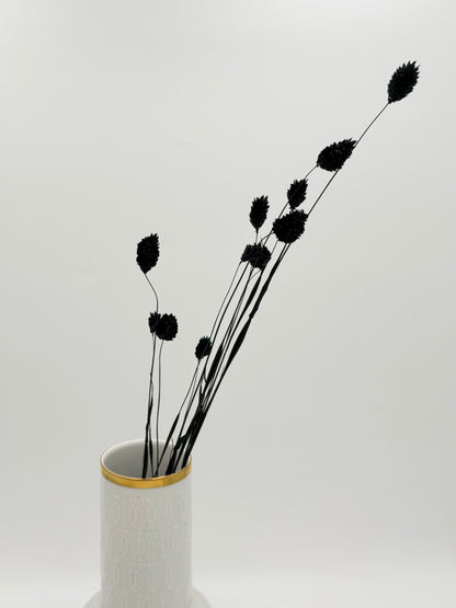Phalaris schwarz
