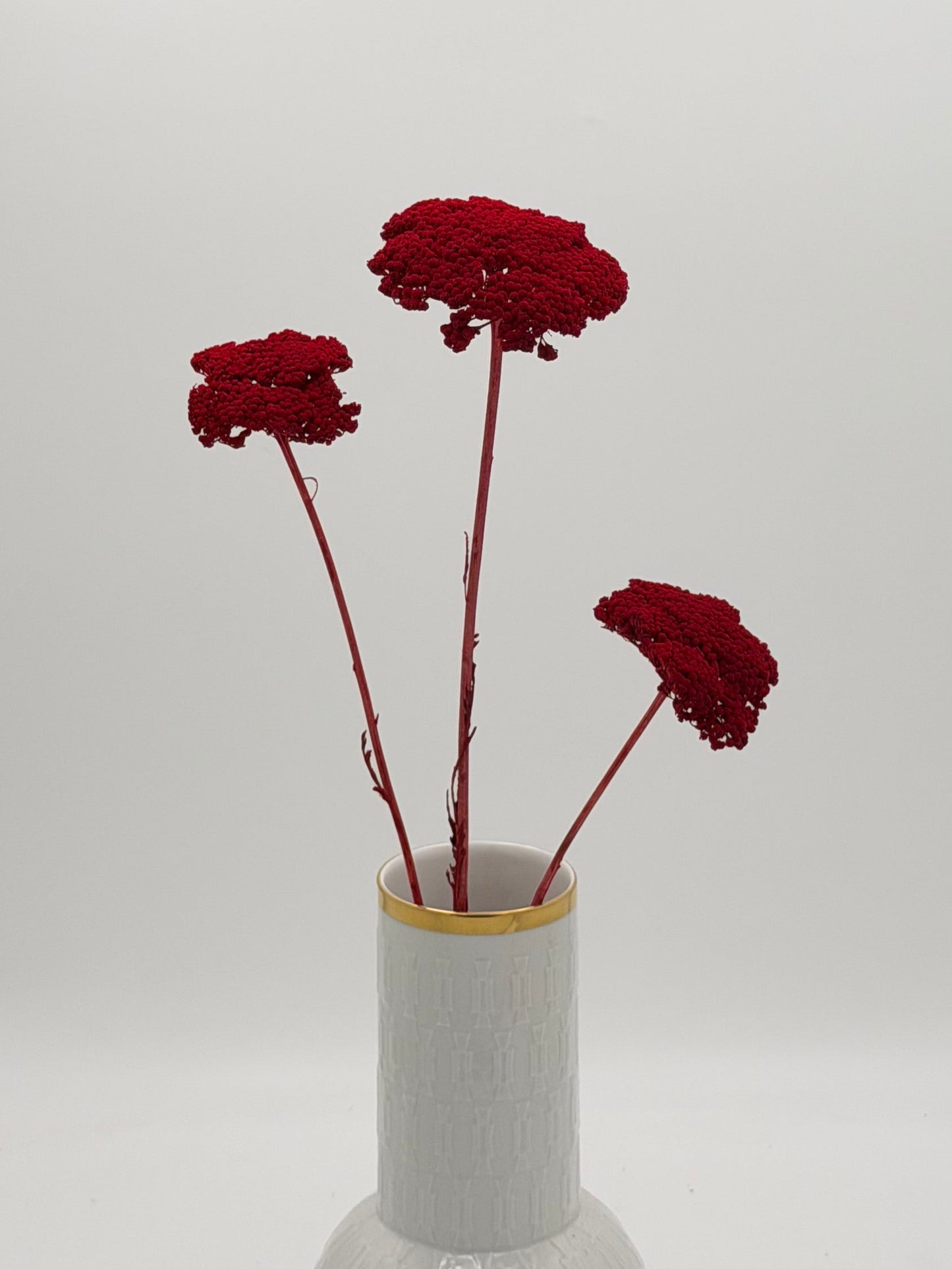 Achillea dunkelrot 3 Stück
