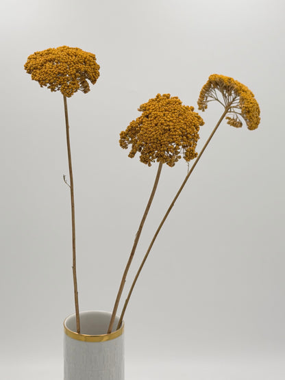 Achillea gelb 3 Stück