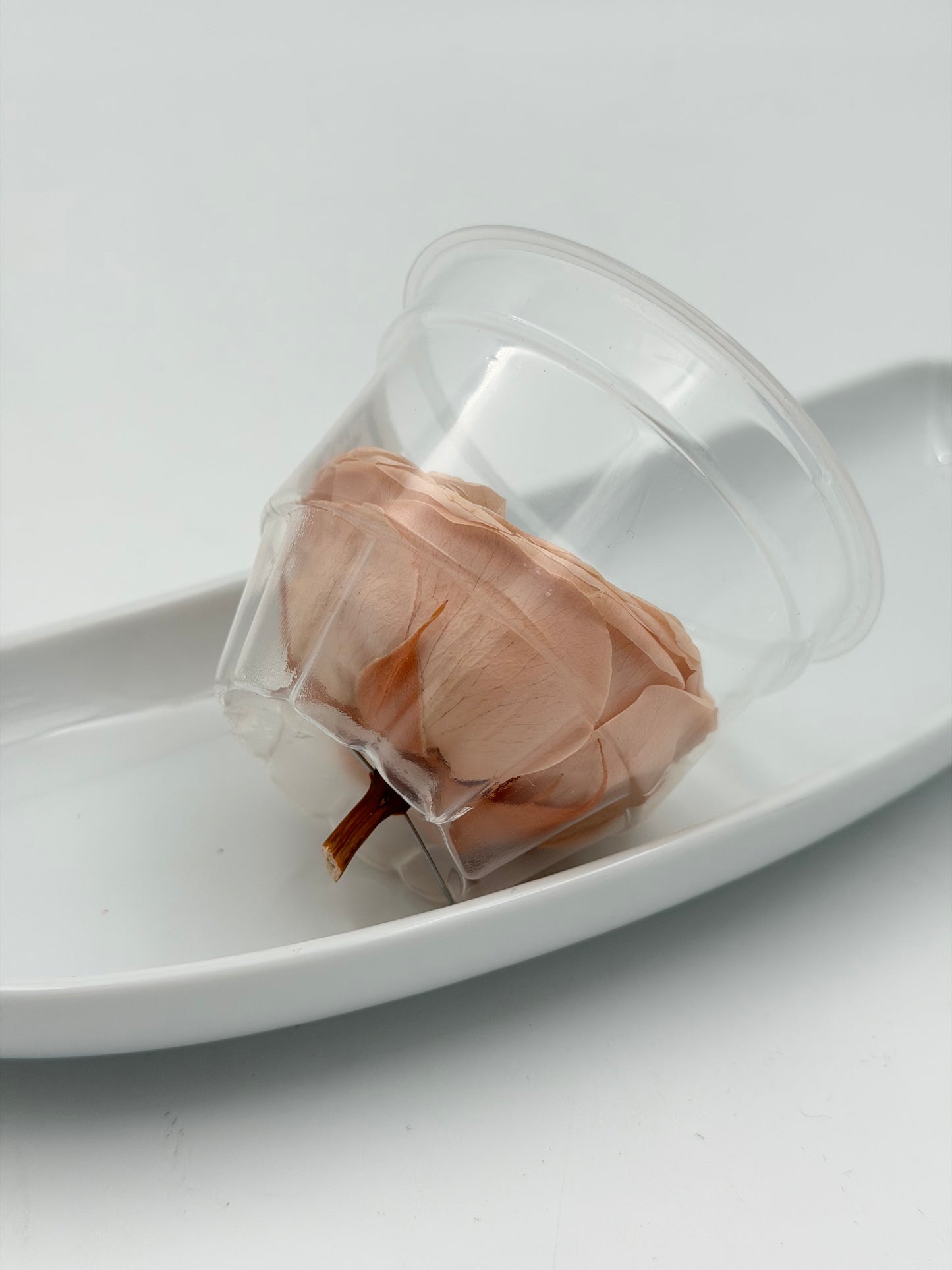 Blüte Infinity Garden Rose apricot 1 Stück