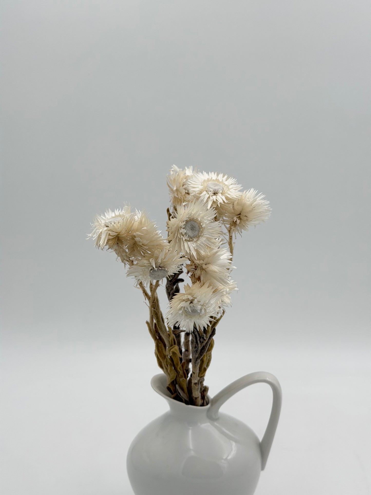 Capblume Strohblume weiß