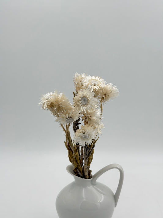 Capblume Strohblume weiß