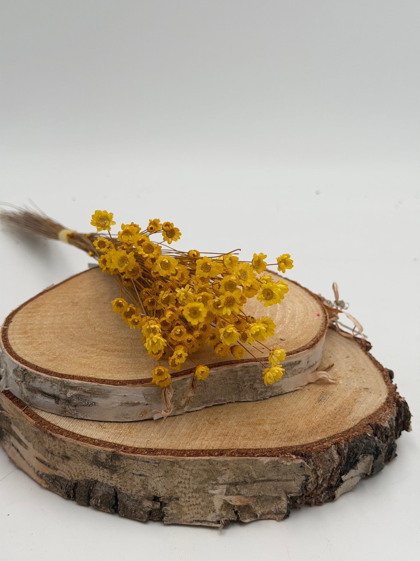 Glixia Sternenblume Papierknöpfchen