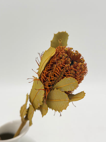 Banksia 2 Stück