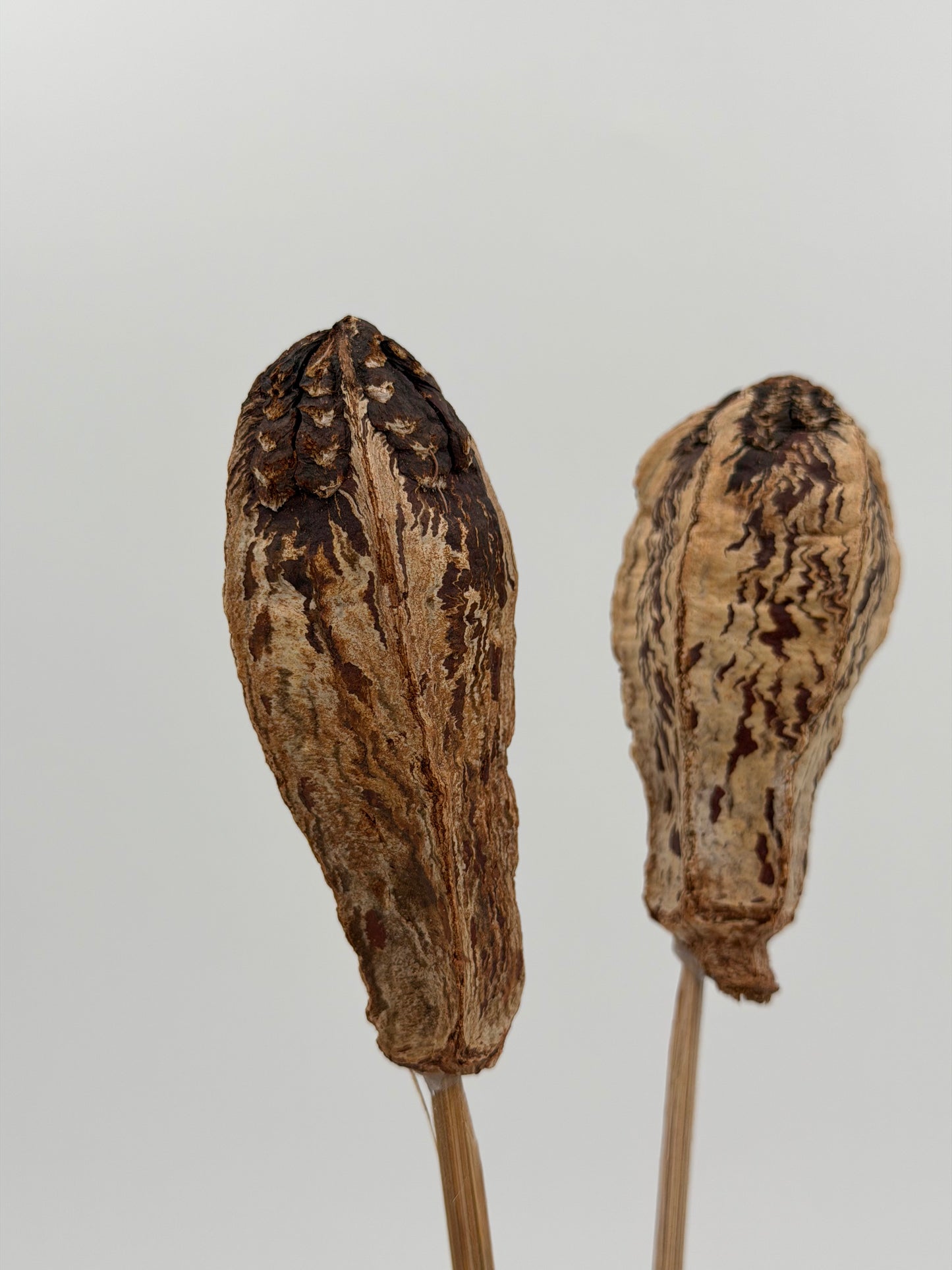 Mahagony Schoten braun 2 Stück