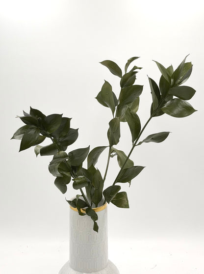 Ruscus großblättrig olivgrün