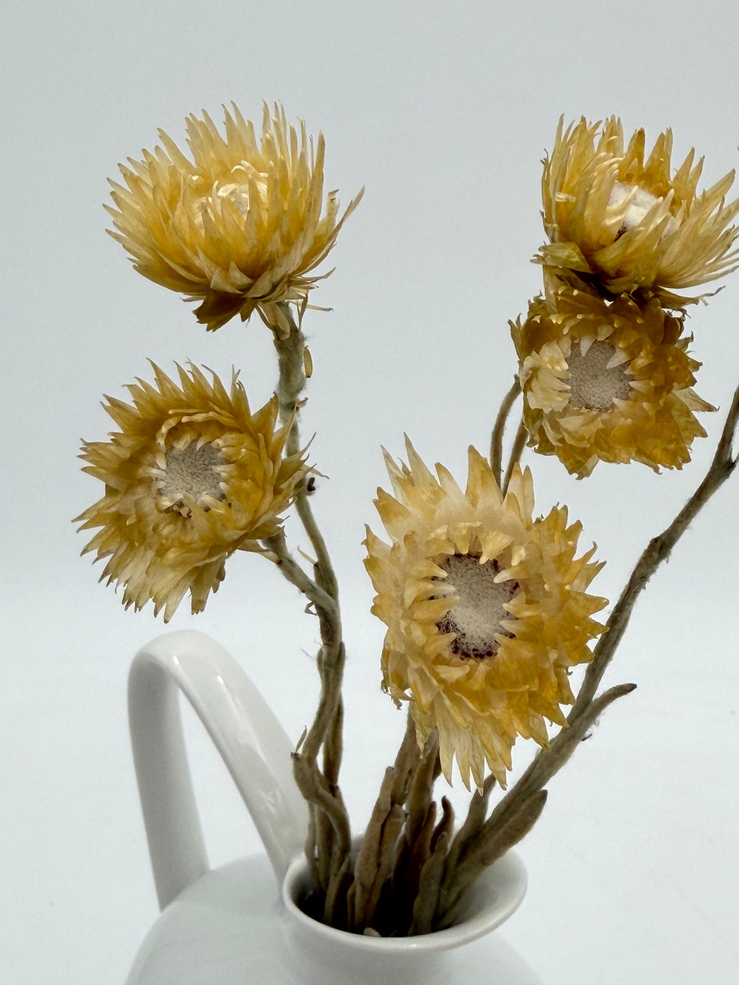 Capblume Strohblume natur