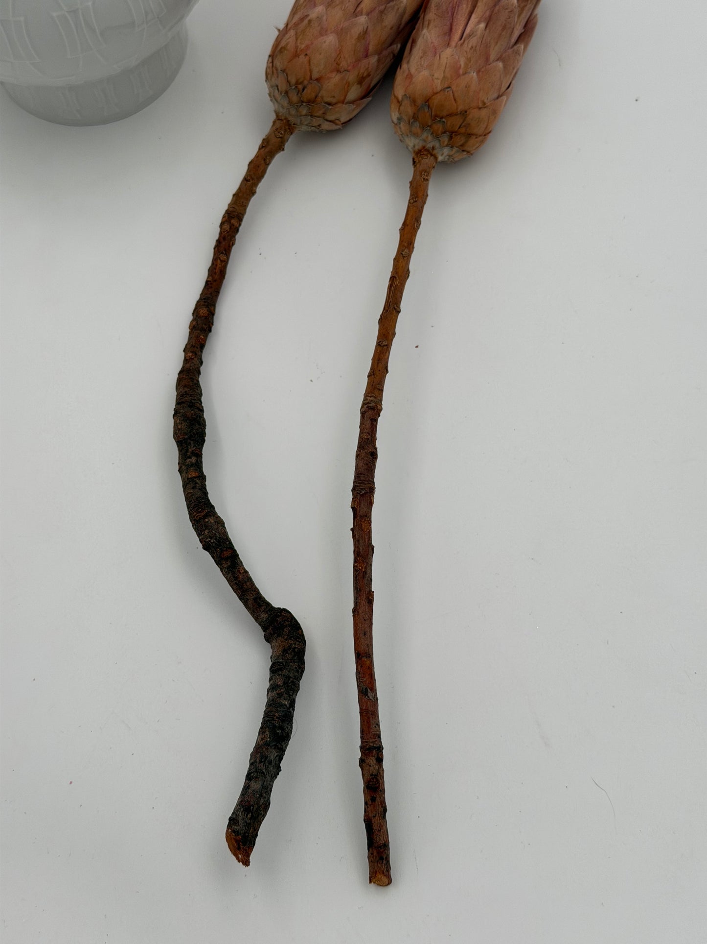 Protea geschlossen orange braun 2 Stück