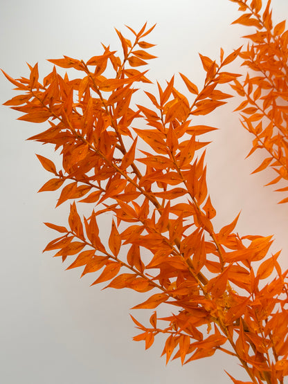 Ruscus orange