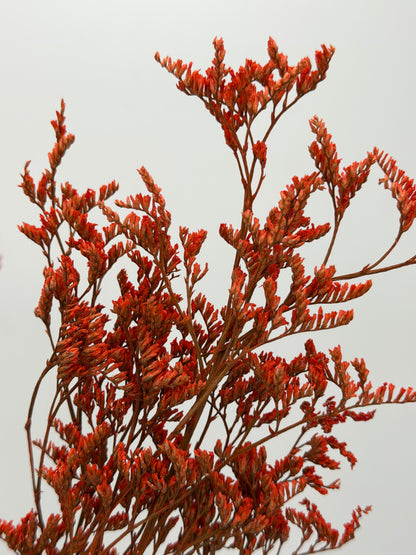 Limonium orange
