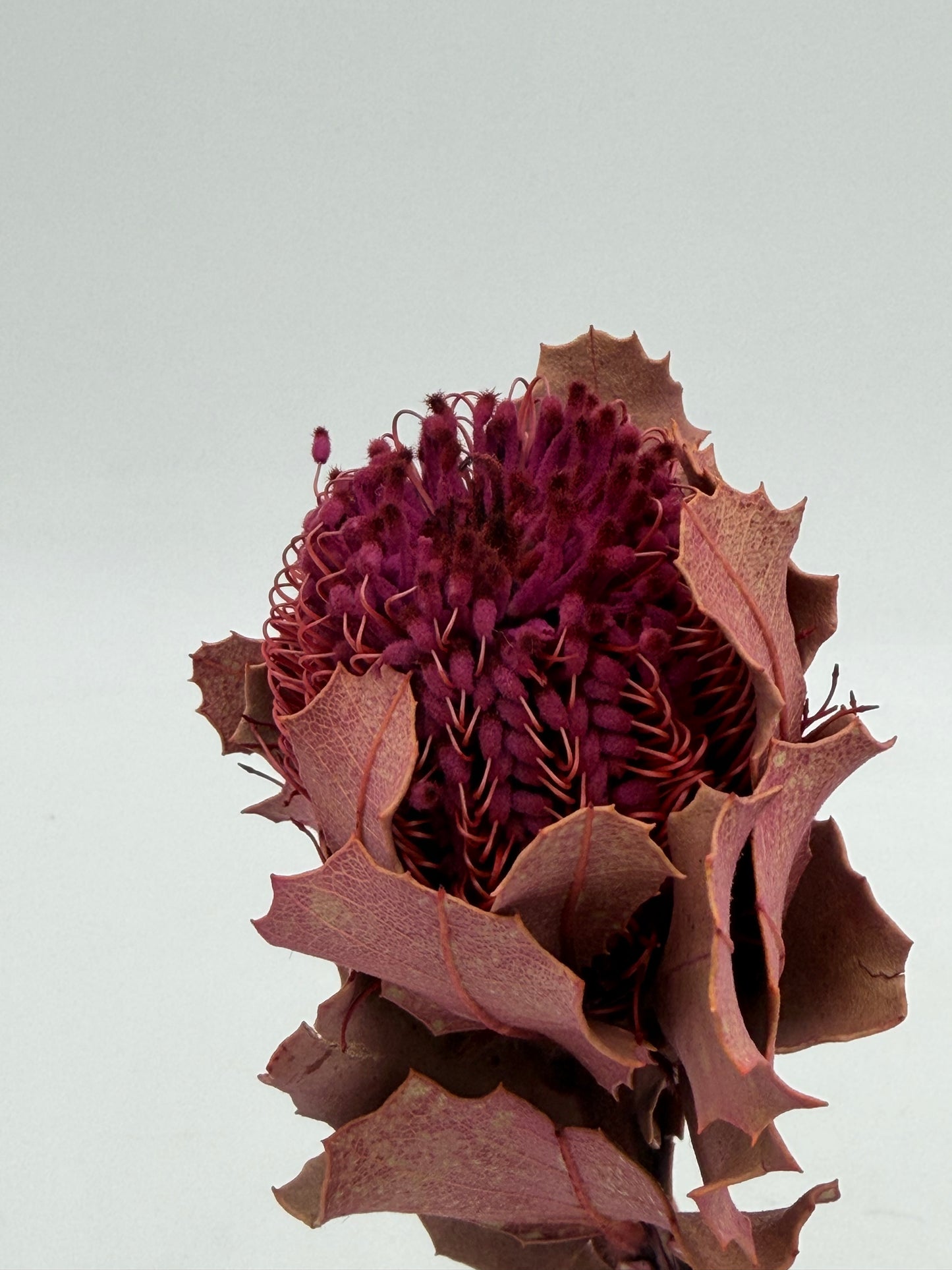 Banksia 2 Stück