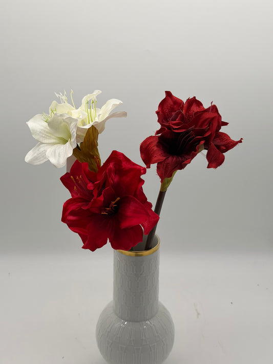 Amaryllis Hippeastrum