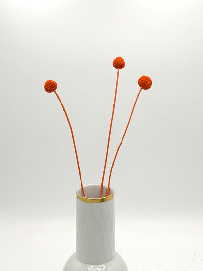 Craspedia orange 3er