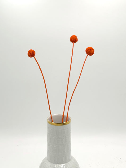 Craspedia orange 3er