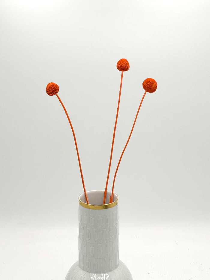Craspedia orange 3er