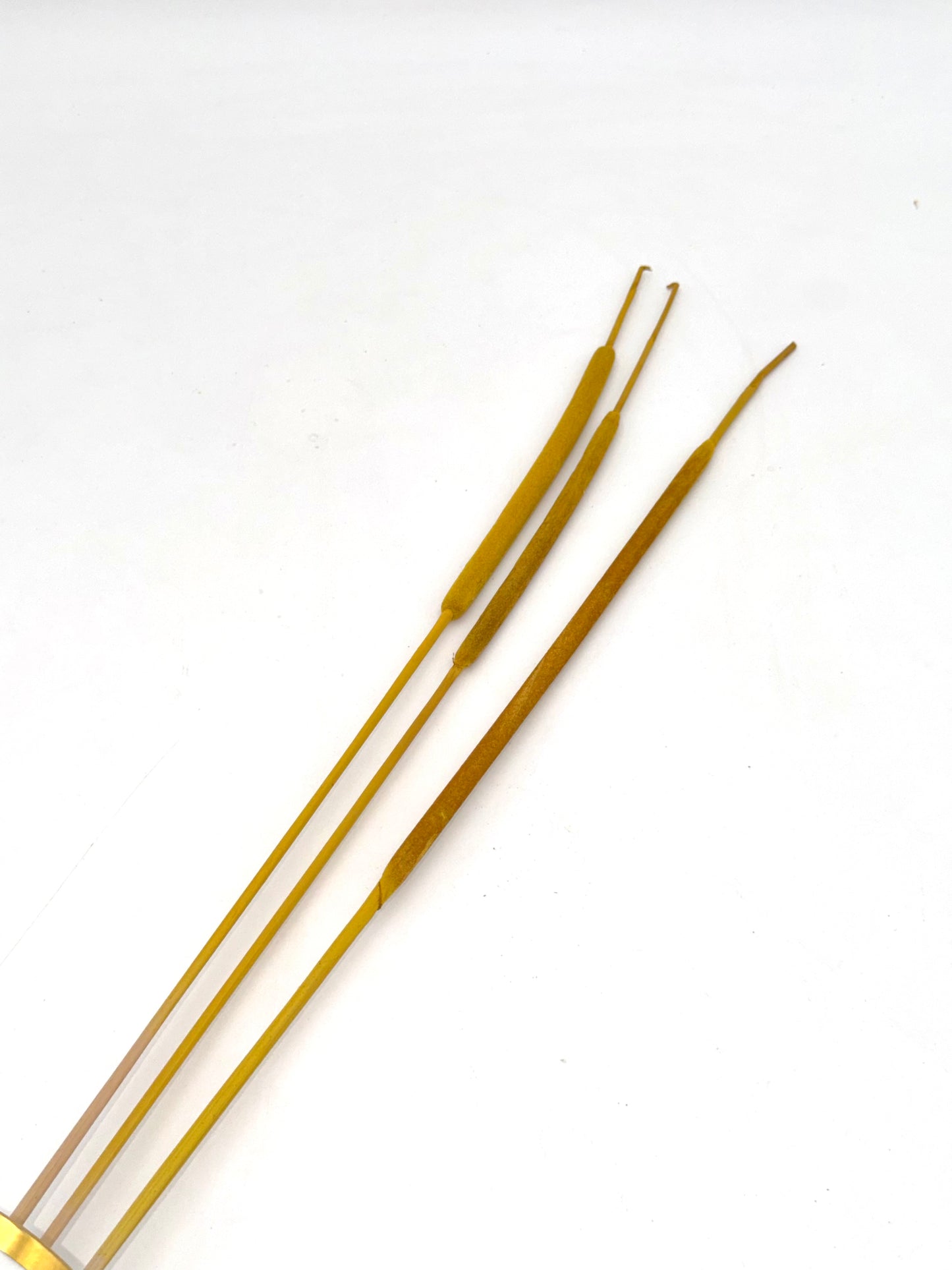 Typha Rohrkolben gelb 3er