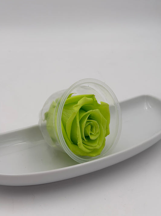 Blüte Infinity Rose hellgrün lime green 1 Stück